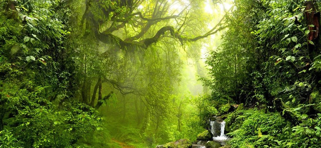 Papier peint Cascade & Forêt