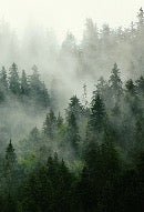 Tapete Grüner Nebelwald