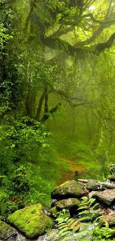 Papier peint Cascade & Forêt