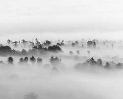 Papier peint bois brumeux