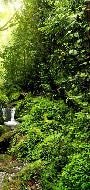 Papier peint Cascade & Forêt