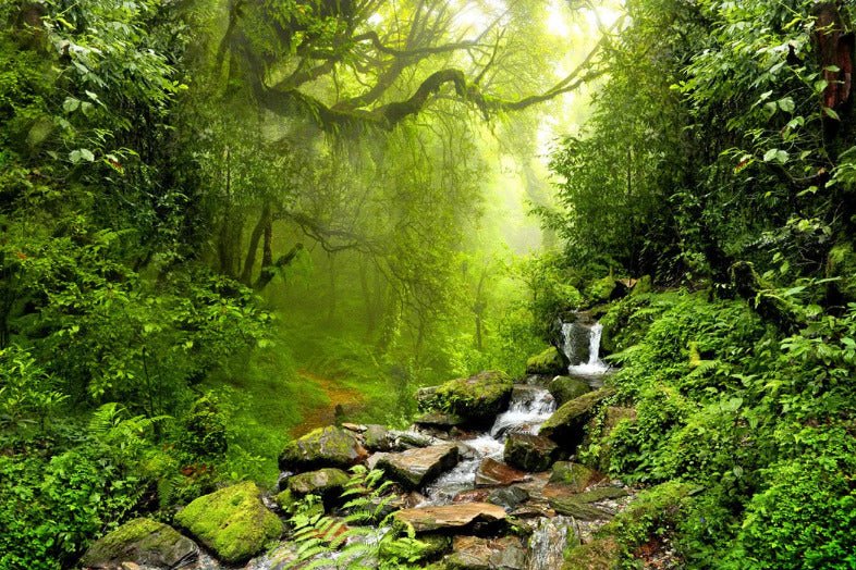 Papier peint Cascade & Forêt