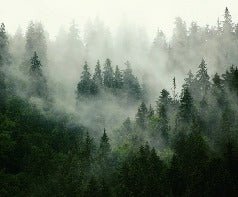 Tapete Grüner Nebelwald