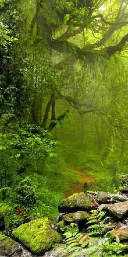 Papier peint Cascade & Forêt