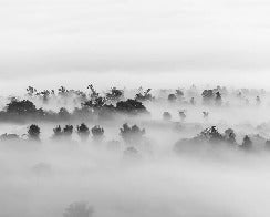 Papier peint bois brumeux