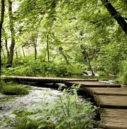 Papier peint bistrot trompe l'œil chemin forestier