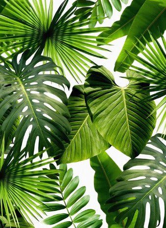 Carta da parati Greenery