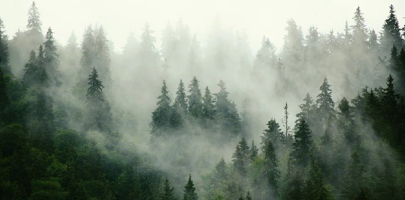 Tapete Grüner Nebelwald