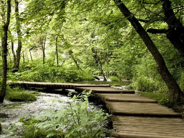 Papier peint bistrot trompe l'œil chemin forestier