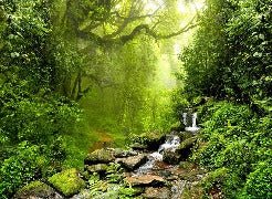 Papier peint Cascade & Forêt