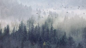 Tapete Wald von China