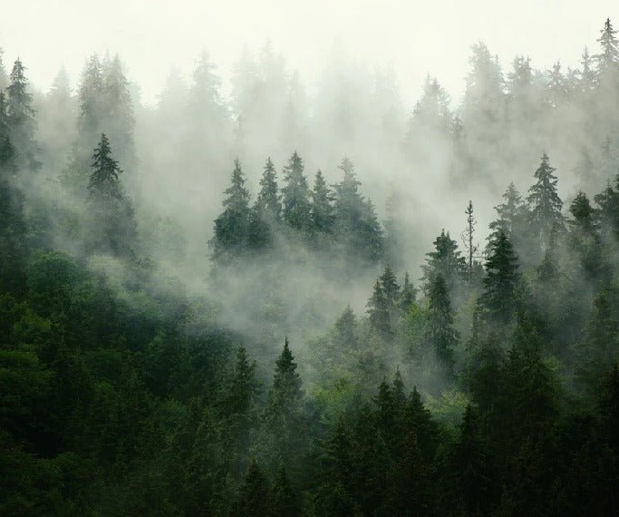Tapete Grüner Nebelwald
