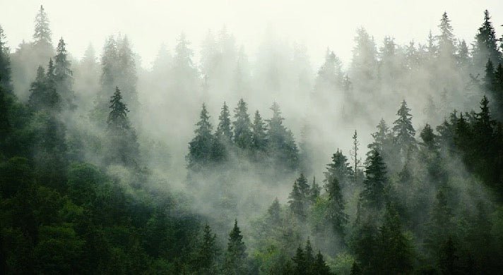 Tapete Grüner Nebelwald