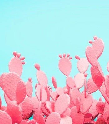 Papier peint cactus pop