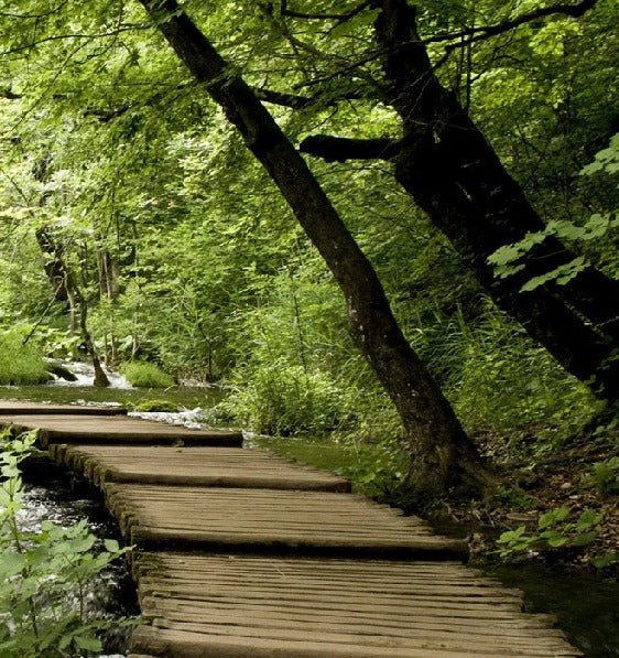 Papier peint bistrot trompe l'œil chemin forestier