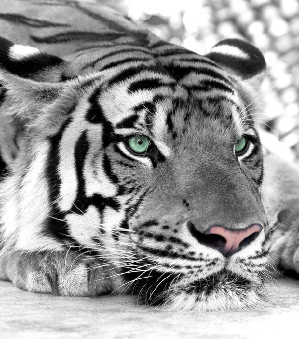 Carta da parati Majestic White Tiger