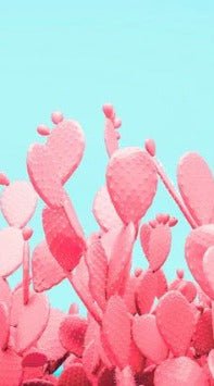 Papier peint cactus pop