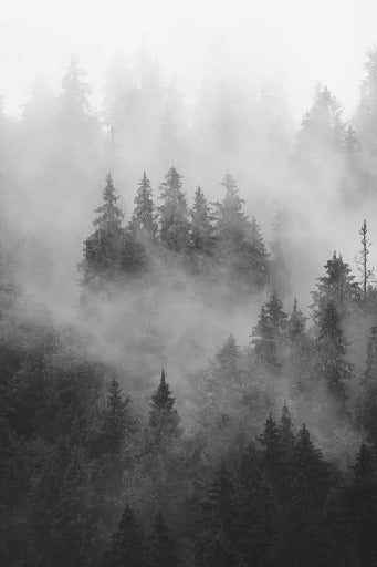 Carta da parati della foresta nebbiosa in bianco e nero