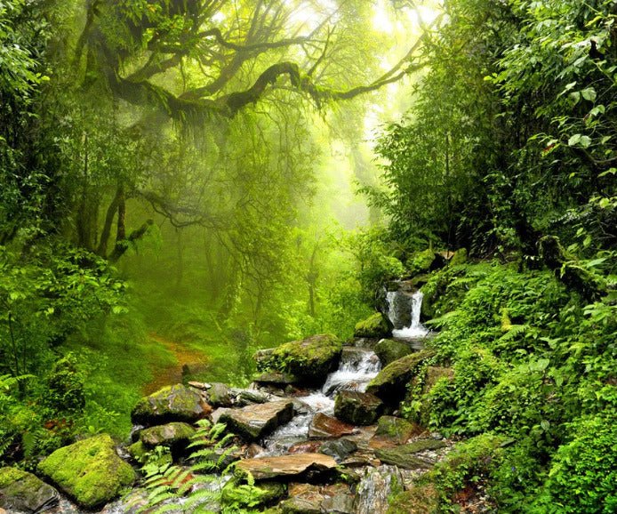 Papier peint Cascade & Forêt