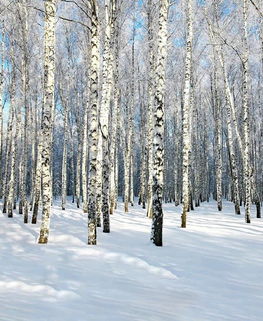 Papier peint Bouleau Wood Forêt