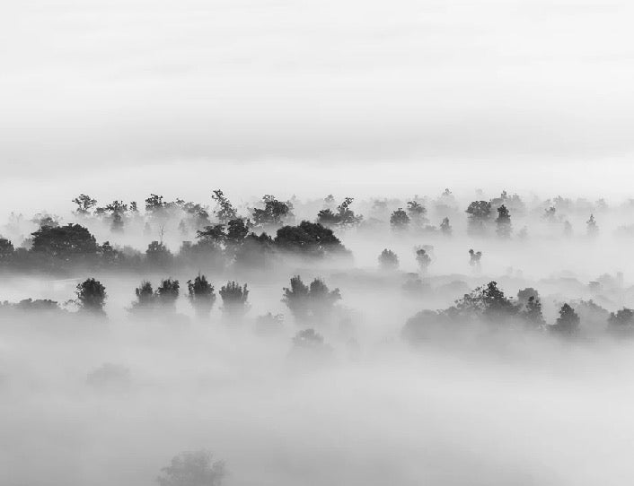 Papier peint bois brumeux