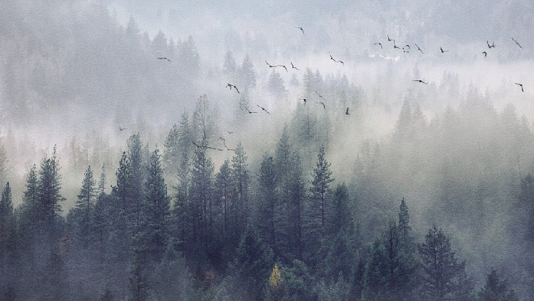 Tapete Wald von China