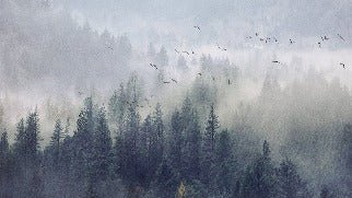 Tapete Wald von China