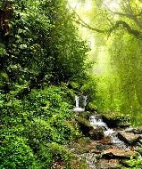 Papier peint Cascade & Forêt