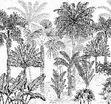 Papier peint jungle cocotier tendance gravure