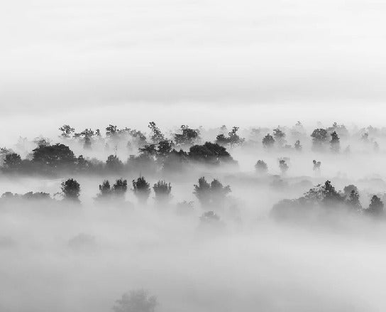 Papier peint bois brumeux