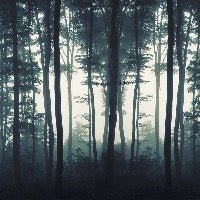 Papier peint Brume d'automne