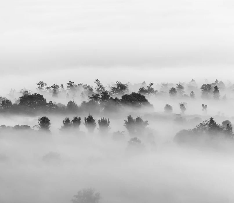 Papier peint bois brumeux