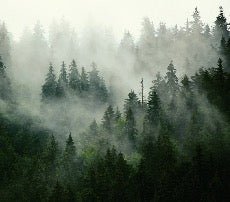 Tapete Grüner Nebelwald