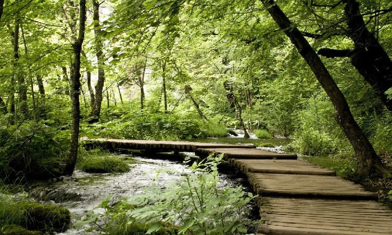 Papier peint bistrot trompe l'œil chemin forestier