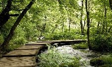 Papier peint bistrot trompe l'œil chemin forestier