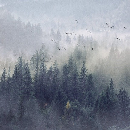 Tapete Wald von China