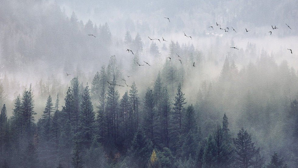 Tapete Wald von China