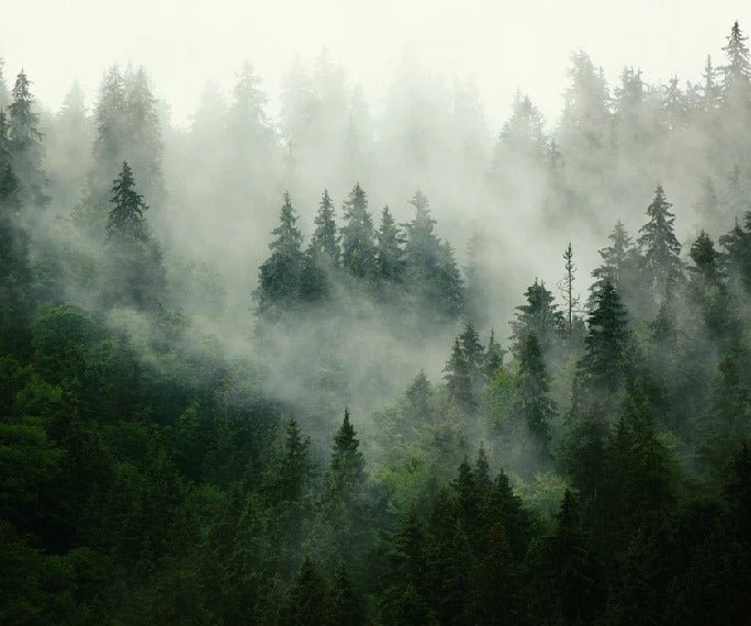 Tapete Grüner Nebelwald