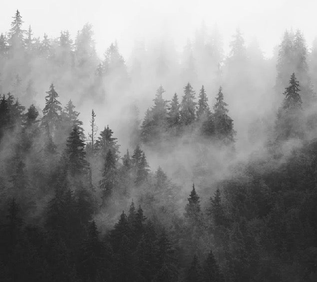Carta da parati della foresta nebbiosa in bianco e nero
