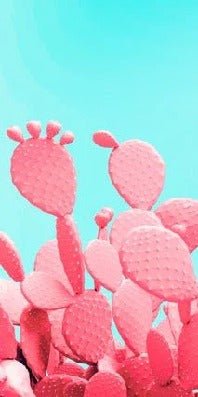 Papier peint cactus pop