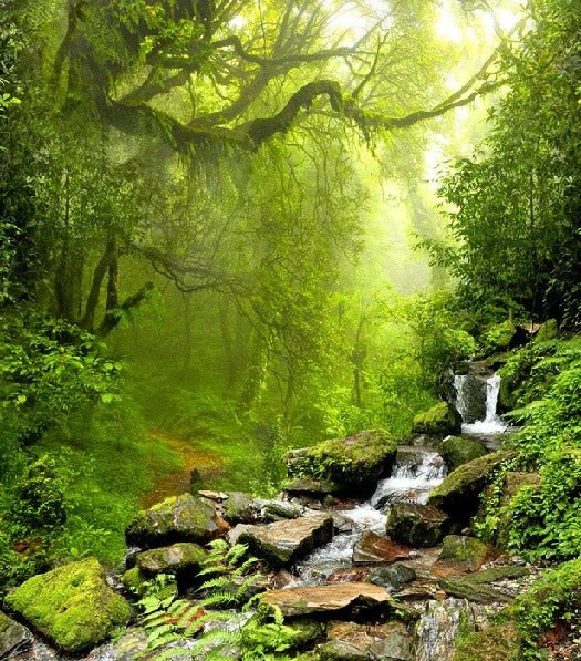 Papier peint Cascade & Forêt