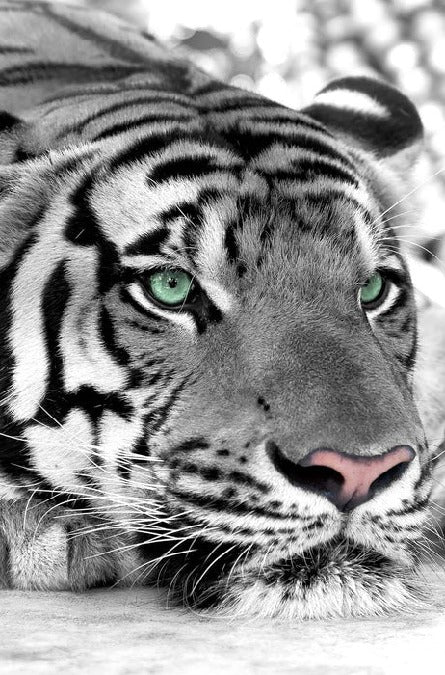 Carta da parati Majestic White Tiger
