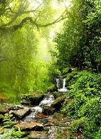 Papier peint Cascade & Forêt