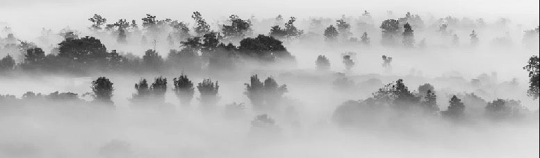 Papier peint bois brumeux