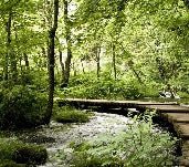 Papier peint bistrot trompe l'œil chemin forestier