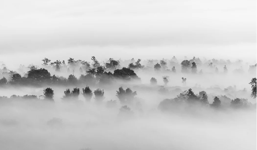 Carta da parati Misty Wood