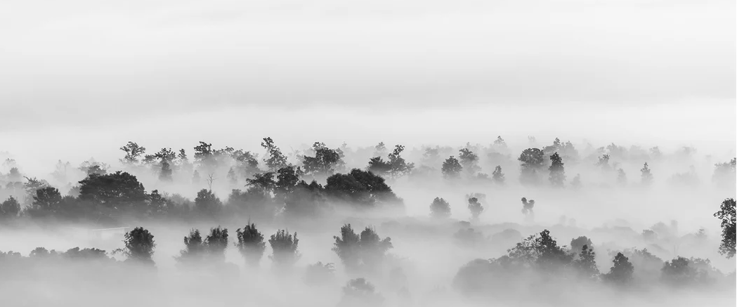 Papier peint bois brumeux