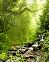 Papier peint Cascade & Forêt - Muralconcept