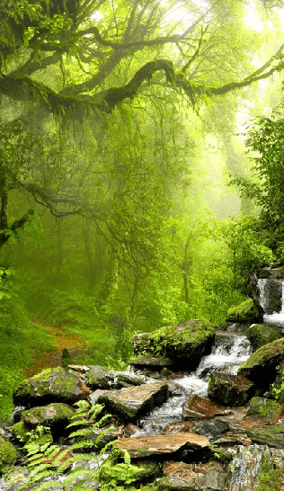 Papier peint Cascade & Forêt