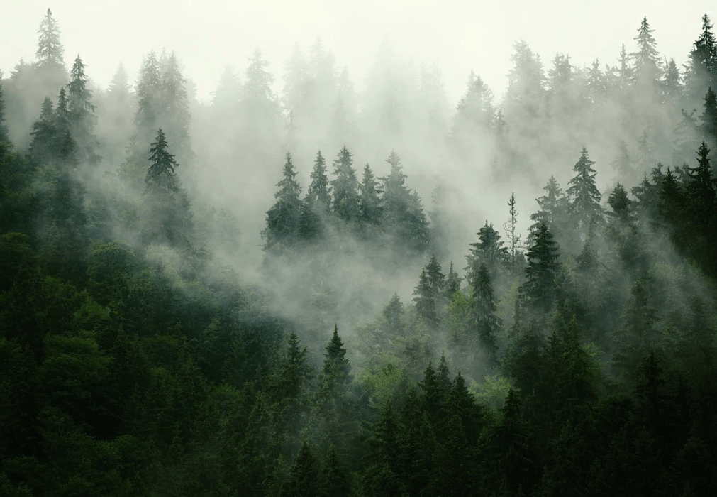 Tapete Grüner Nebelwald